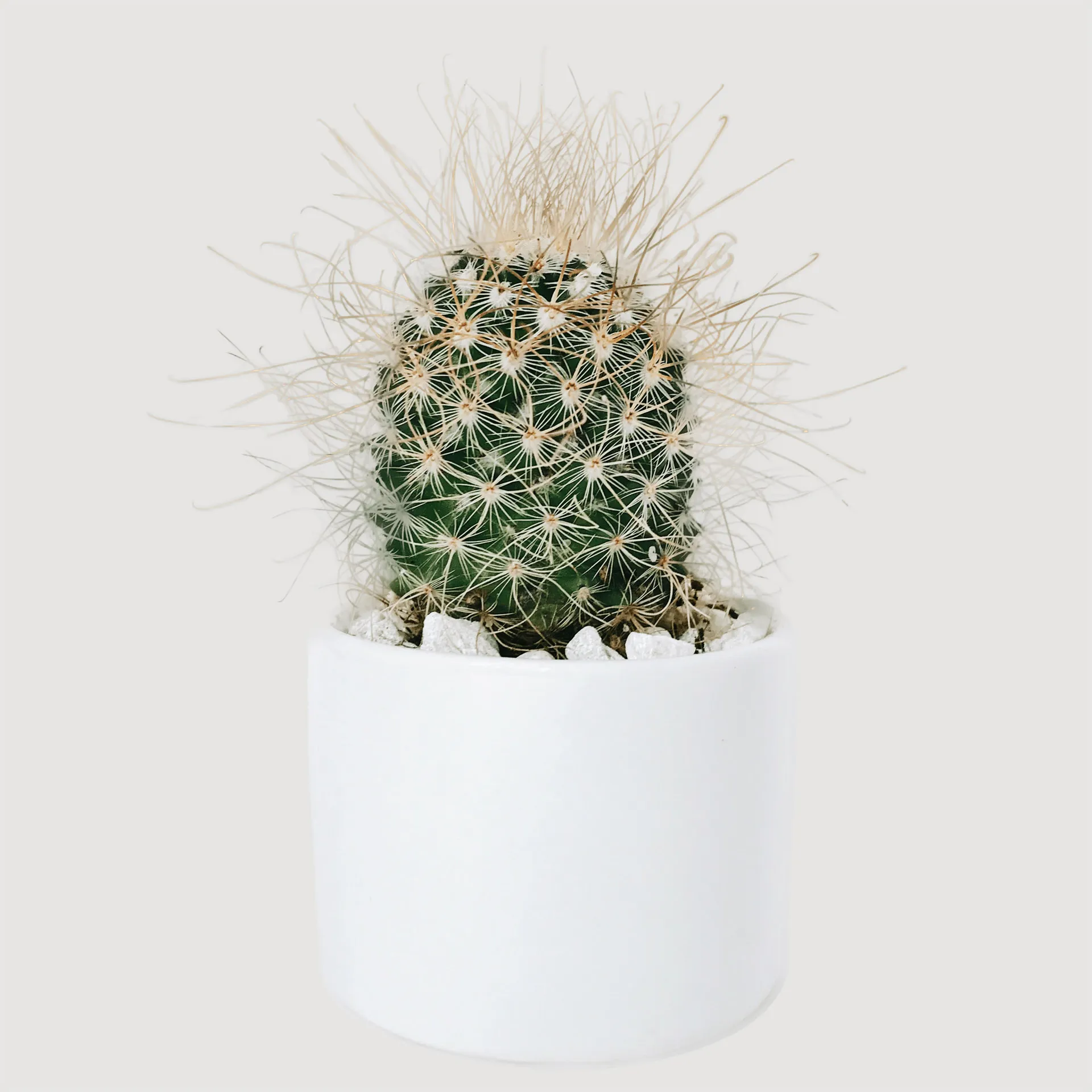 マミラリア・クリニタ