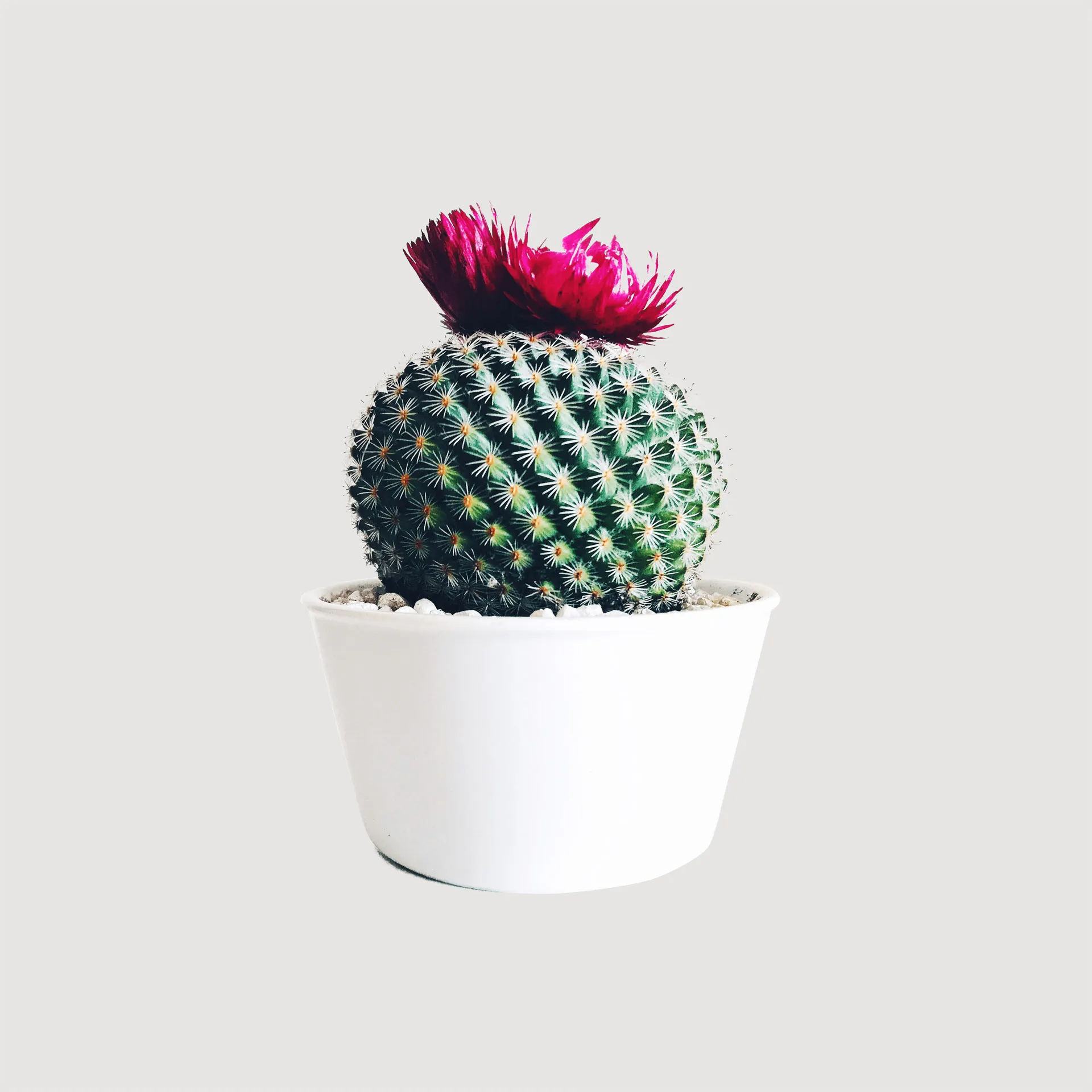 マミラリア・ハーニアナ